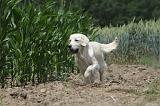GOLDEN RETRIEVER 664